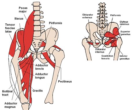 The term pelvis is used to identify the area between the abdomen and the lower extremities. Rocky Mountain Spine and Sport Physical Therapy Blog: The Hip Muscles are Part of the Core