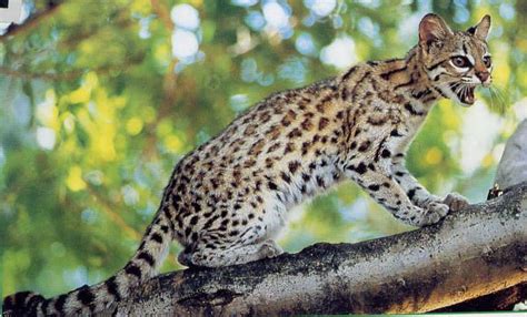 Little Spotted Cat Tiger Cat Oncilla Leopardus Tigrinus Ocelot