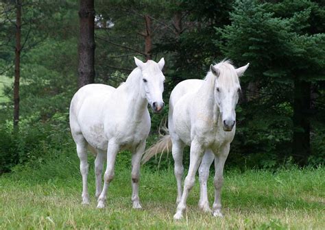 Stunning White Horse Colors Photo 34711677 Fanpop