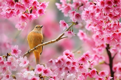 Nature Birds Animals Flowers Plants Depth Of Field Cherry Blossom