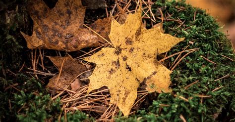 Close Up Photo Of Brown Maple Leaves · Free Stock Photo