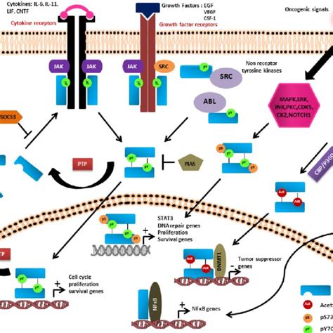 Pathways Activating Stat3 Signaling In Cancer Activation Of Stat3