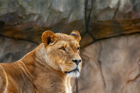Lion Color Zoo Free Photo On Pixabay Pixabay
