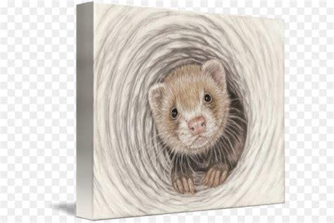 Maybe you would like to learn more about one of these? Musang, Cerpelai, Bulu gambar png