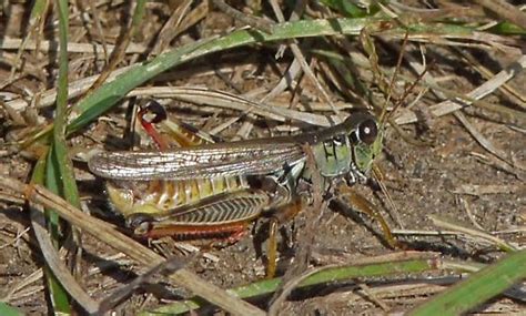 Red Legged Grasshopper Melanoplus Sanguinipes Bugguidenet