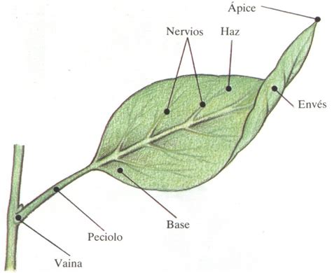 Morfologia En Plantas Superiores Hojas
