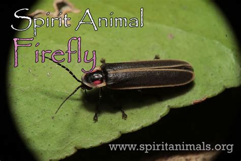 Firefly Spirit Animal Powers And Meaning Spirit Animals