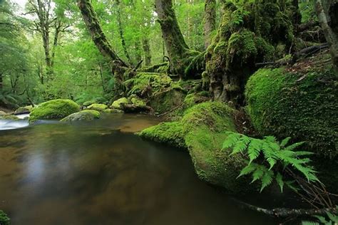 Nepal The Forests Of Nepal