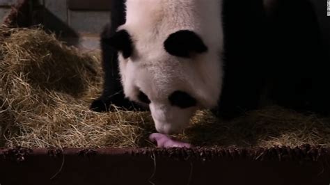 Giant Panda Gives Birth To Twins Cnn Video