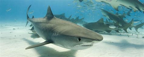 Study Tiger Shark Migration Is Impressively Long Shark Week Discovery