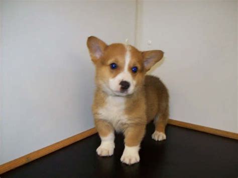 We had such a wonderful experience from the visits to the pictures of our little mojo as he prepared himself to come home. Pembroke Welsh Corgi Puppies For Sale | Miami, FL #206581