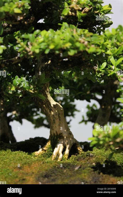 Miniature Japanese Little Leaf Boxwood Bonsai Tree Buxus Microphylla