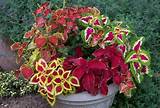 Fall Flowering Plants For Containers Photos