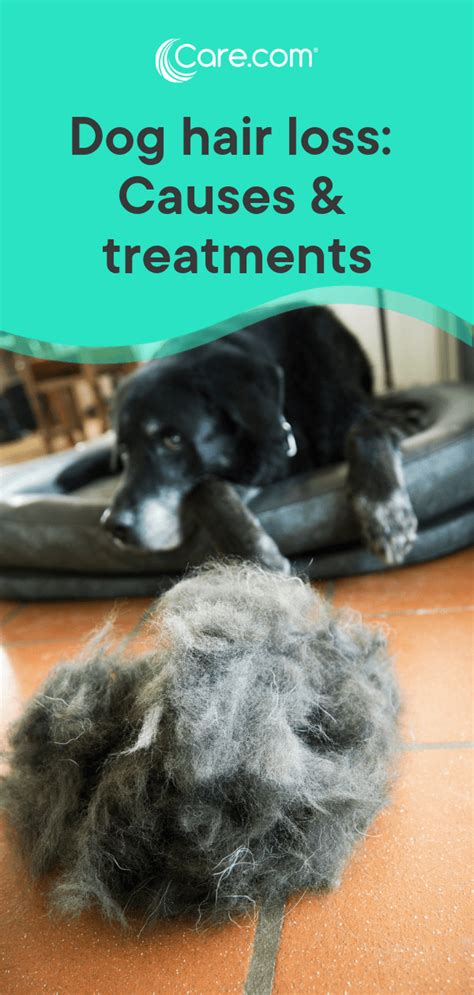Dog Losing Hair Here Are Potential Causes — And How To Treat It Dog