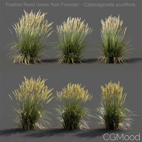 Feather Reed Grass Low 3d Model For Vray