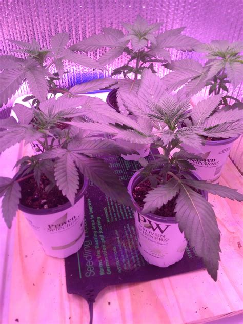 how do they look first time grow with some bag seeds r microgrowery