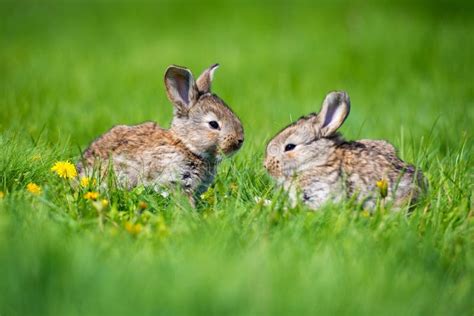 Cute Rabbit With Flower Dandelion Sitting In Grass Animal Nature