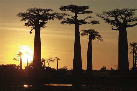 . hochgebirgslandschaft sind die endemischen pflanzen frailejones gigantes. Einzigartiges Madagaskar | Reise #8355