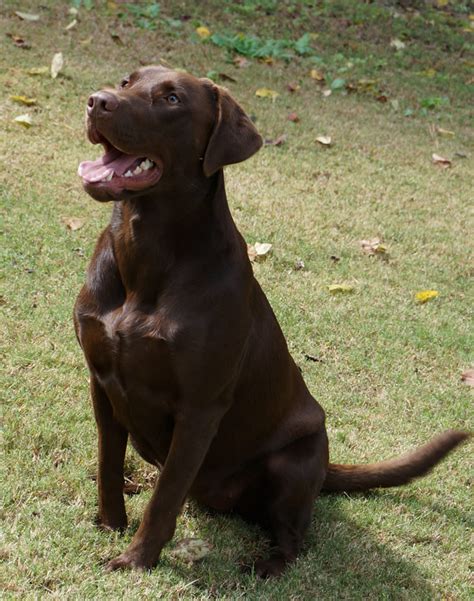 They were born on june sixteen, two thousand seven. Black Labrador Retriever for Sale | Chocolate lab hunting ...