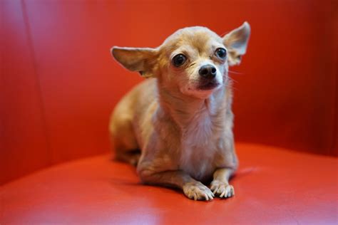 Cute Chihuahua Pictures Popsugar Pets Photo 24