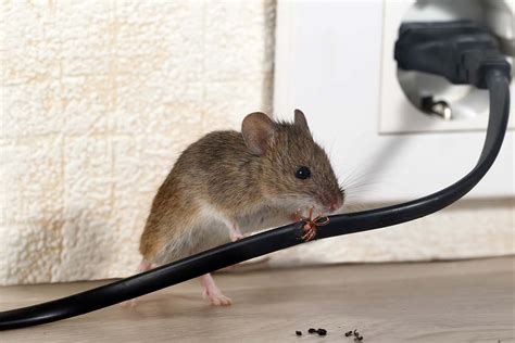 Cara Mengusir Tikus Pengganggu Di Rumah Paling Ampuh Dan Tidak Balik