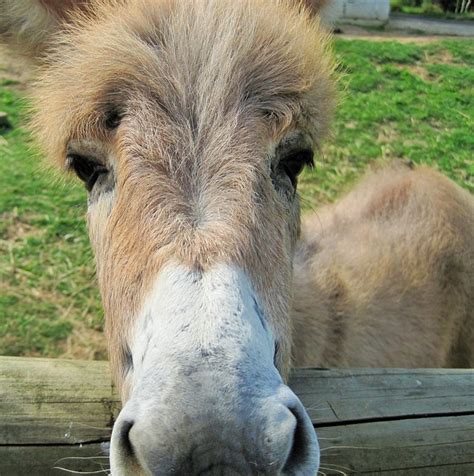 Donkey Animal Farm Free Photo On Pixabay