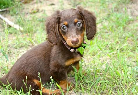 abbie our chocolate and tan long haired mini dachshund yes she has green eyes daschund
