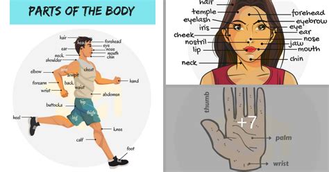 Maybe you would like to learn more about one of these? Parts Of The Body in English - ESLBuzz Learning English
