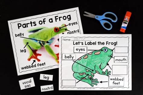 Discover the essential reading comprehension strategies for 2nd & 3rd grade and how to teach them! Frogs: An Animal Study