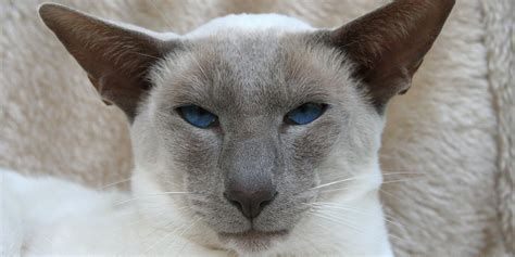 Siamese Cats Cat Breed History And Some Interesting Facts