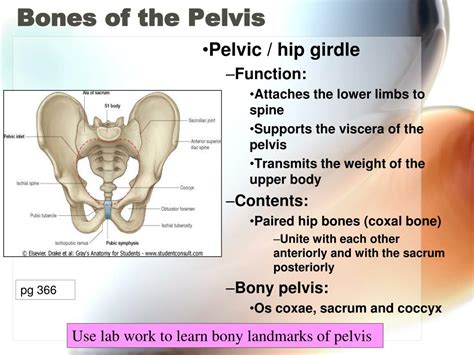Pelvic Anatomy Ppt Anatomy Of The Pelvis Powerpoint Presentation
