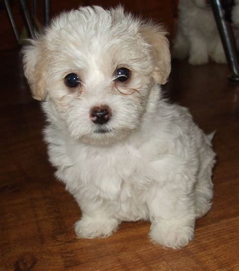 The dad is a pure. Bichon Frise x Shih Tzu x puppies for sale | Gravesend ...