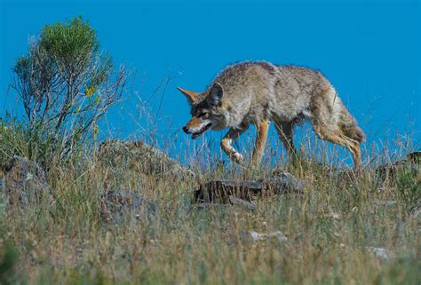 Coyote Stalking Its Prey Photograph By Michael Gooch Fine Art America
