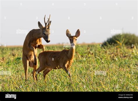 Roe Deer Mating Stock Photo Alamy