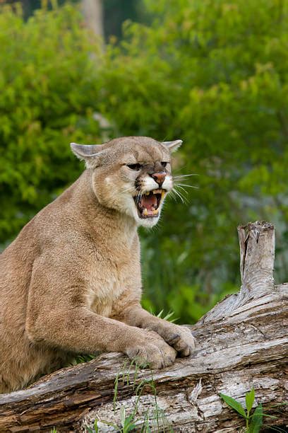 Mountain Lion Growling Stock Photos Pictures And Royalty Free Images