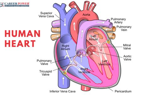 Human Heart Structure Function Diagram And Working