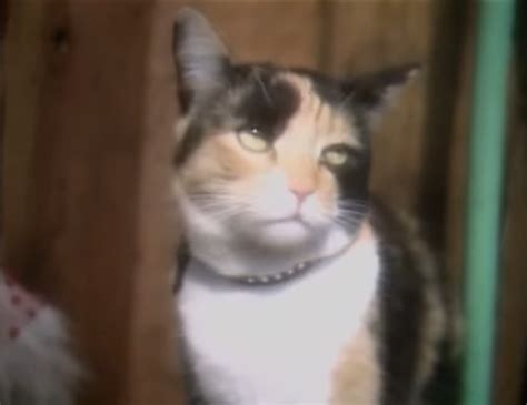 Calico Cat Fictional Characters Wiki Fandom