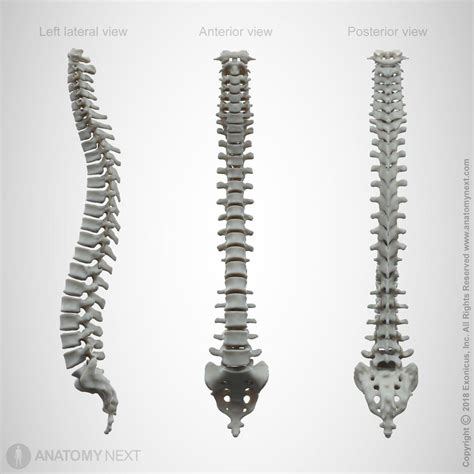 Spine Encyclopedia Anatomyapp Learn Anatomy 3d Models