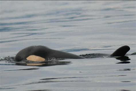 Pacific Northwest Killer Whale Believed To Have Died From Malnutrition