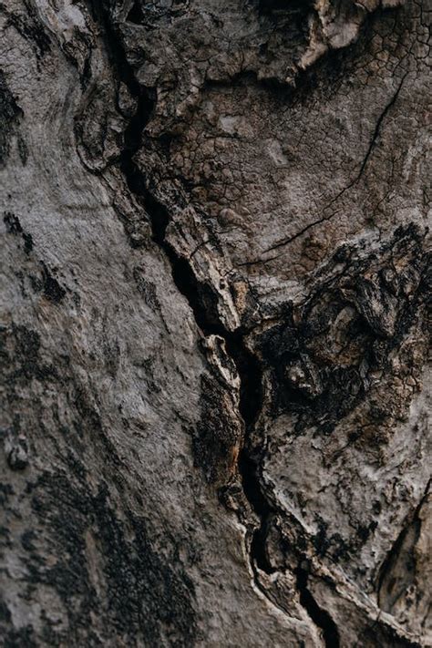 Brown Tree Trunk In Close Up Photography · Free Stock Photo