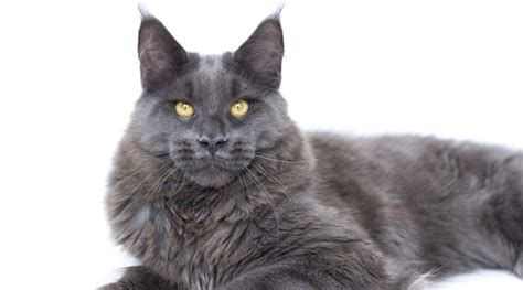 Blue Maine Coon Cat Breed Profile Care Traits Genetics Facts And More