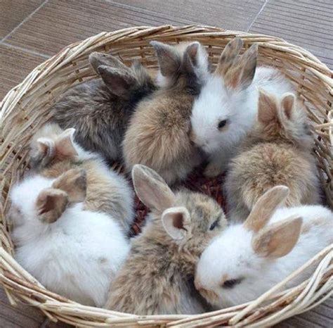 710 Best Images About Sooooooooo Cute Bunnies On Pinterest Snow