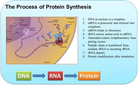After a general overview on gene regulation a talk with cover the organization of dna in the nucleus and how this allows. Protein Synthesis - Creative Biostructure