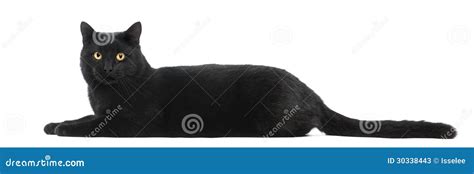 Black Cat Lying And Looking At The Camera Stock Image Image Of