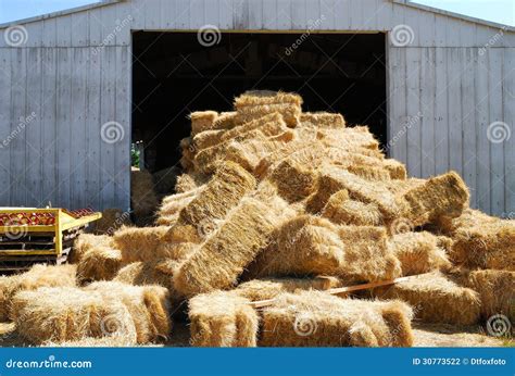 Hay Pile Stock Photo Image Of Grass Autumn Agricultural 30773522