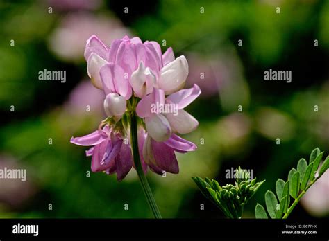 Crown Vetch Also Known As Axseed Coronilla Varia Stock Photo Alamy
