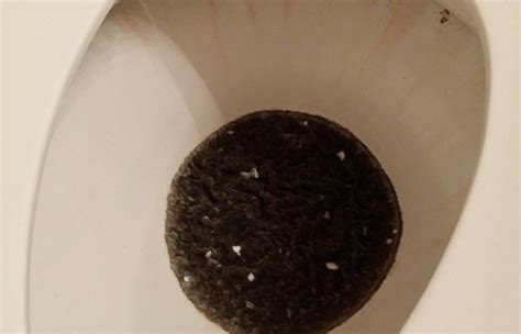Black Mold In Toilet Bowl Tank Causes And How To Get Rid An T M