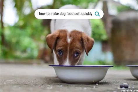How To Make Dog Food Soft Quickly Tips For Picky Eaters Oodle Life