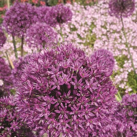 Allium Hollandicum ‘purple Sensation Dutch Garlic