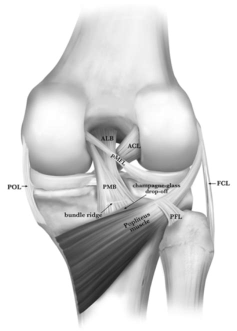 The Knee Resource Acl Anterior Cruciate Ligament Rupture